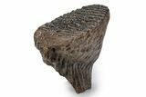 Fossil Woolly Mammoth Upper M Molar - Poland #357018-3